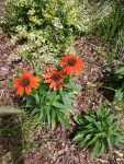 Echinacea flowers growing in a pine bark mulch garden bed