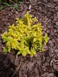 Pine bark mulch in a natural garden bed