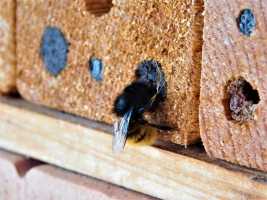 Carpenter bee holes in exterior wood