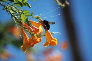 Carpenter bee on a flower