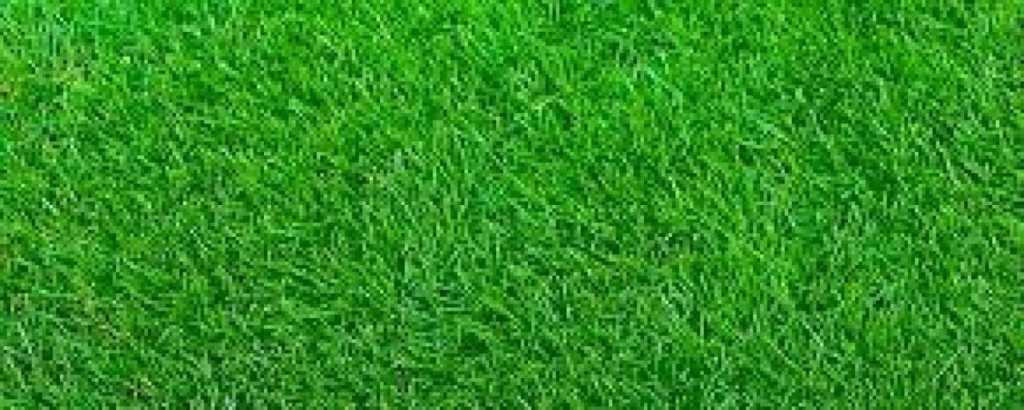 A lush, healthy green lawn from our lawn care service