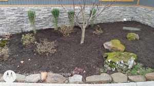 Fresh black mulch installed in a spring landscape bed