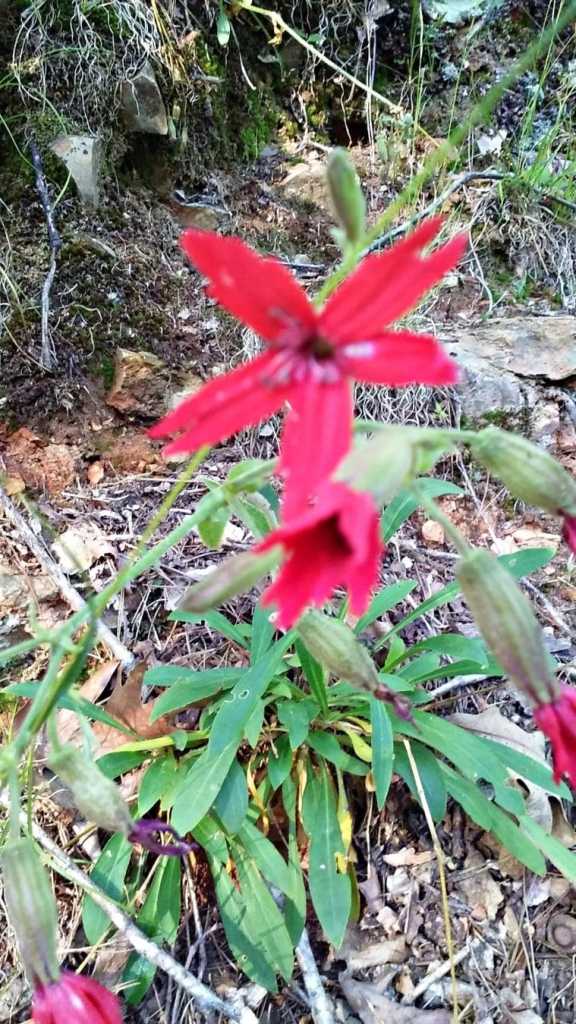 Fire Pink Silene Scarlet Catchfly 