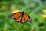 gran-canaria. milkweed