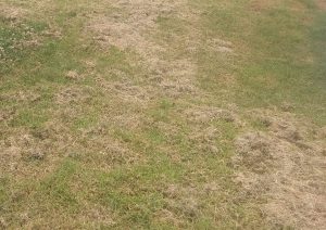 leaving clumps of grass when mowing can kill the new grass growing underneath 