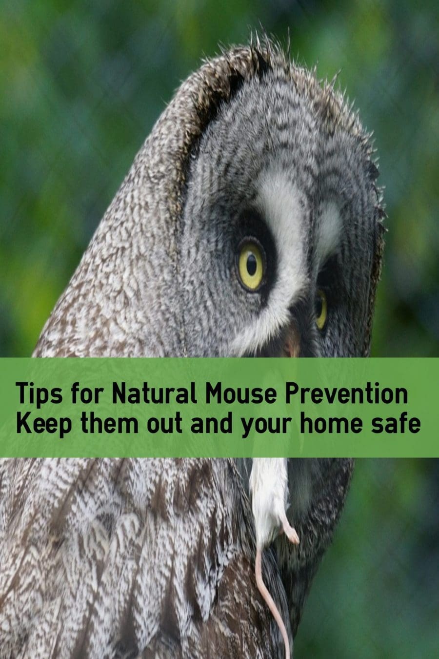 gardening for pests prevention
