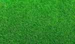 zoysia grass