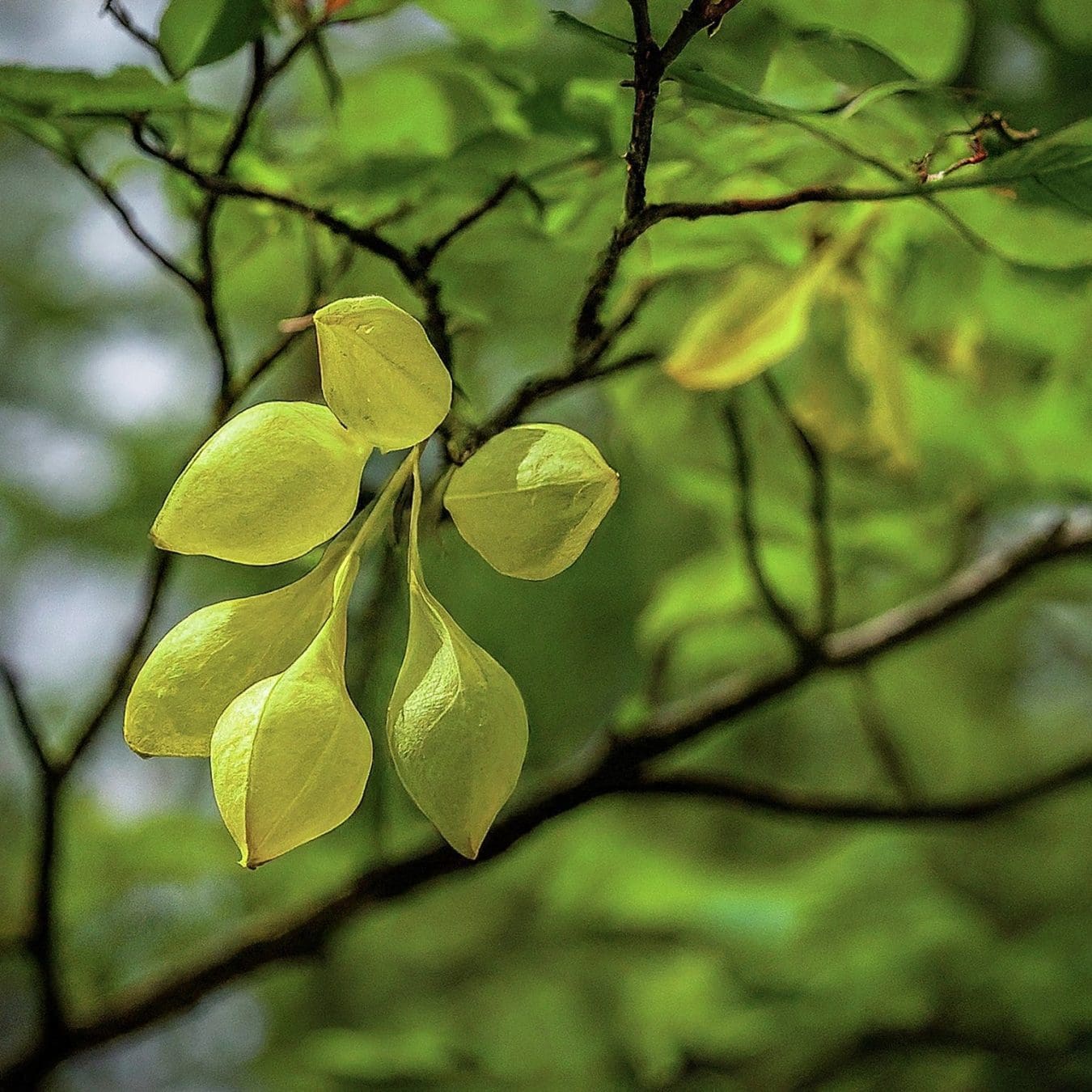 American Bladdernut seedpods